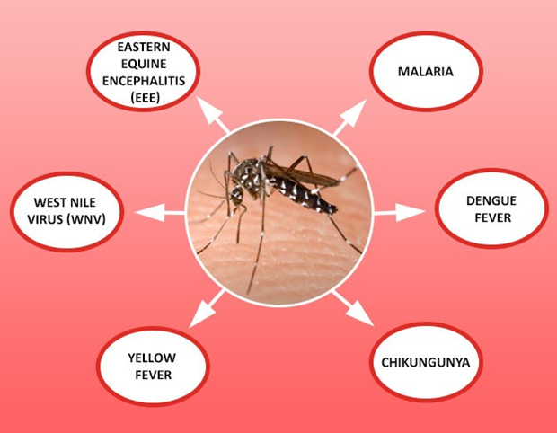 7-diseases-caused-by-mosquito-bites-star-health