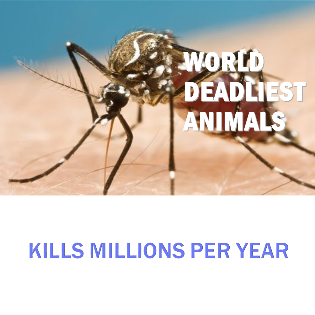 mosquitoes-world-s-deadliest-animal-ip-global-holdings-pte-ltd